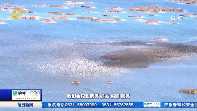 小鱼帮你问｜探秘鸟浪奇观的背后故事