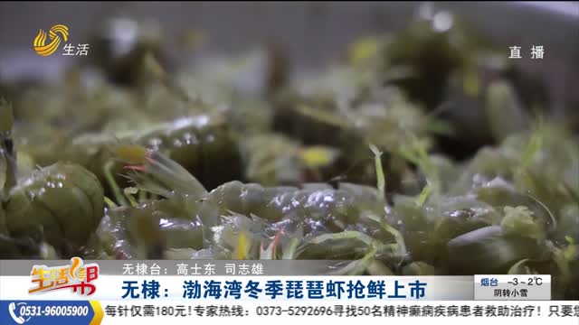 无棣：渤海湾冬季琵琶虾抢鲜上市