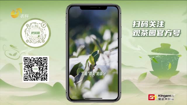 【观茶园】冬天茶园静悄悄 不是沉寂是积蓄