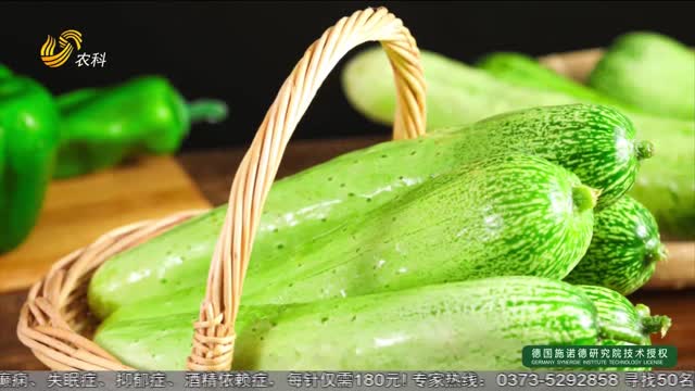 37度的饋贈 海陽白玉黃瓜