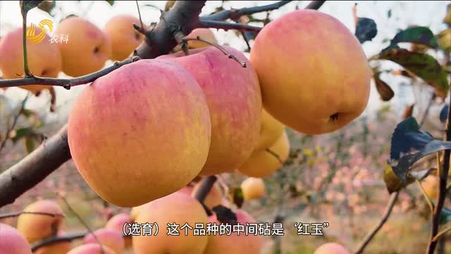 【蘋果姐打卡百家蘋果園】自帶濃郁香氣！“翠香”或?qū)⒁I(lǐng)蘋果消費(fèi)新時(shí)尚