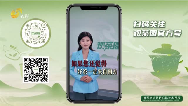 【观茶园】2025山东茶“破局报告”