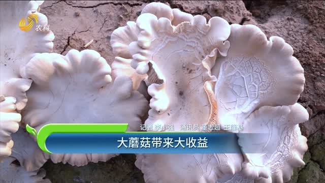 大蘑菇帶來大收益