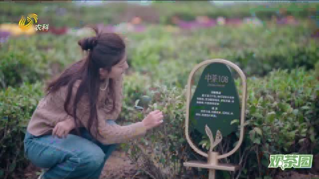 【观茶园】回甘2025 启程2026