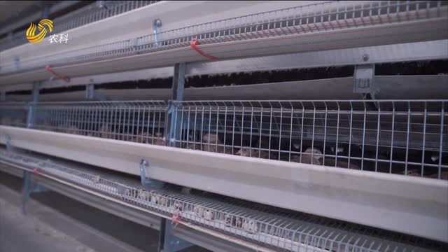 鹌鹑“孵”出致富路