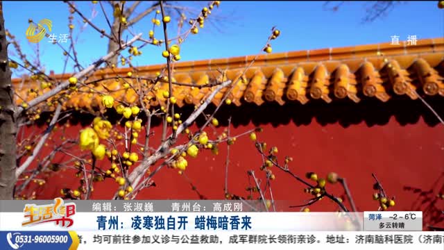 青州：凌寒独自开 蜡梅暗香来