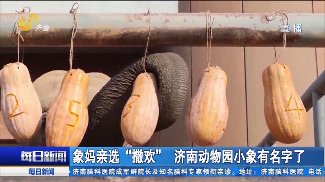 象媽親選“撒歡” 濟(jì)南動(dòng)物園小象有名字了