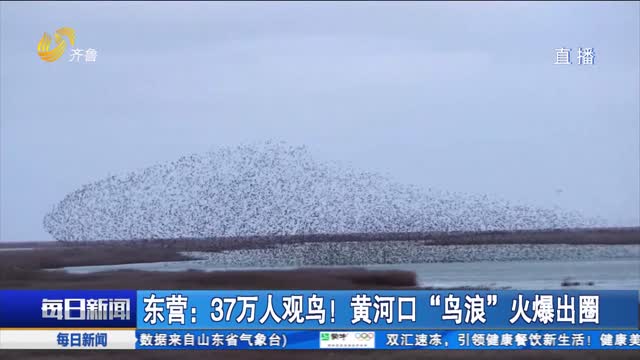 東營(yíng)：37萬(wàn)人觀(guān)鳥(niǎo)！黃河口“鳥(niǎo)浪”火爆出圈