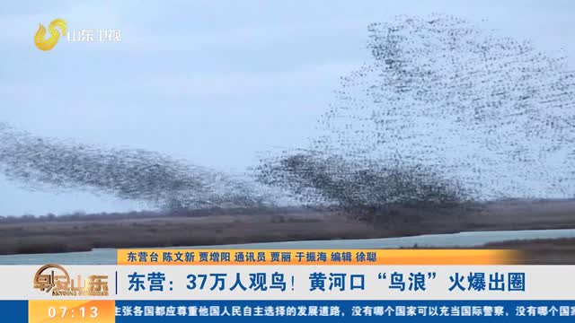 东营：37万人观鸟！黄河口“鸟浪”火爆出圈