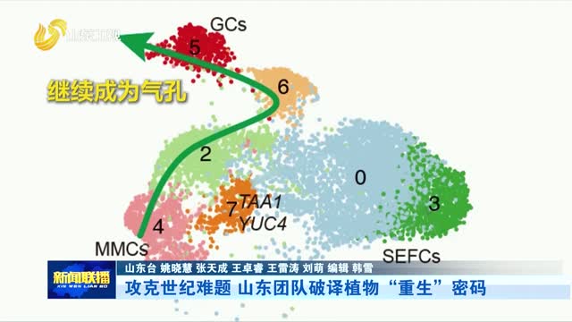 攻克世纪难题 山东团队破译植物“重生”密码【2025回顾·新科技新产品记】