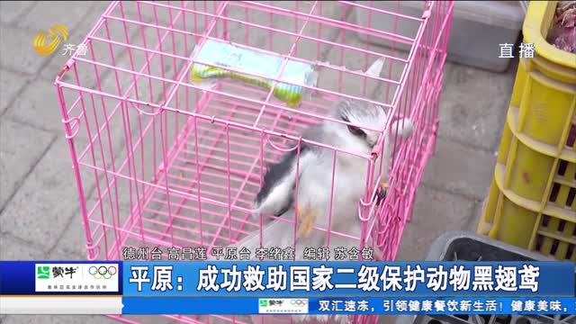 平原：成功救助国家二级保护动物黑翅鸢
