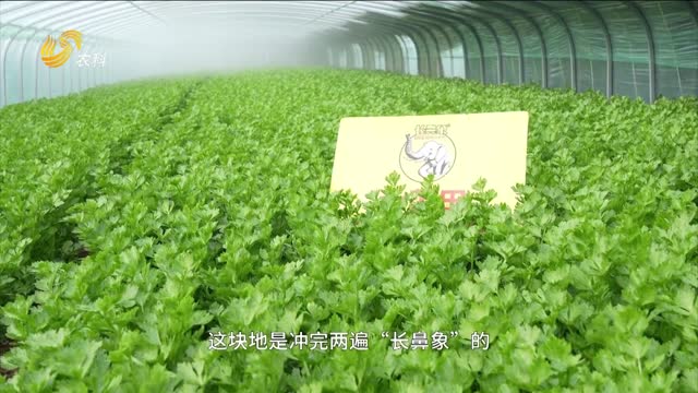 【“長(cháng)鼻象”大回訪(fǎng)】芹菜根系好 長(cháng)得壯 20年大棚煥新顏