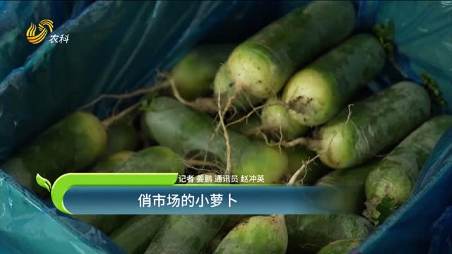 俏市場(chǎng)的小蘿卜