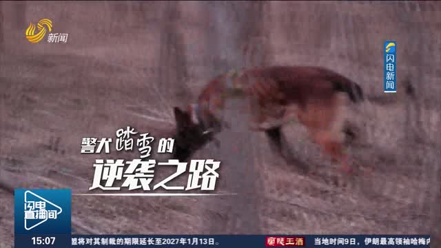 警犬“踏雪”的逆袭之路