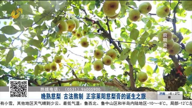 晚熟慈梨 古法熬制 正宗莱阳慈梨膏的诞生之旅