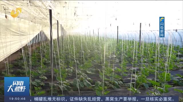 大风降温来袭 农技人员一线指导农业生产