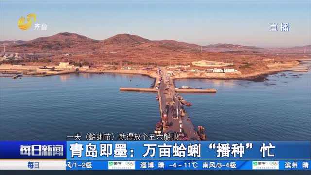青島即墨：萬(wàn)畝蛤蜊“播種“忙