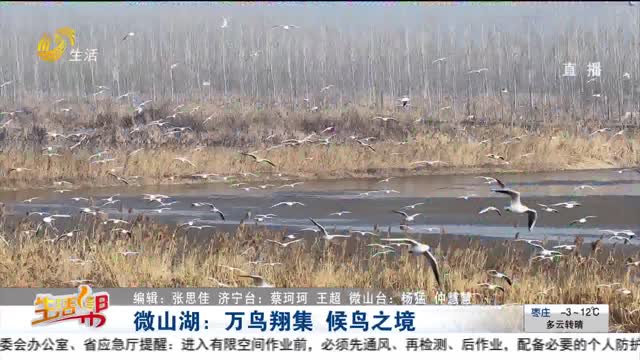 微山湖：万鸟翔集 候鸟之境