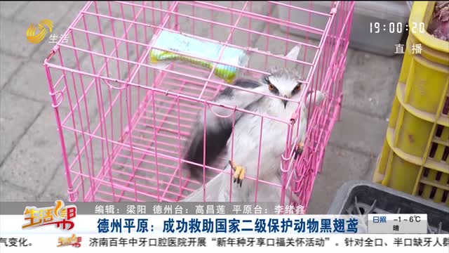 德州平原：成功救助国家二级保护动物黑翅鸢