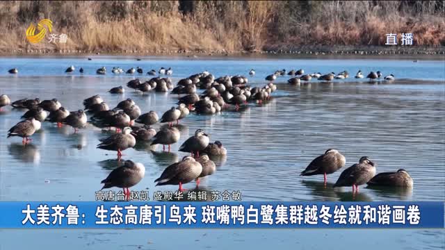 大美齐鲁：生态高唐引鸟来 斑嘴鸭白鹭集群越冬绘就和谐画卷