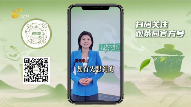 【观茶园】泰山茶：山骨风韵 凝出的甘冽