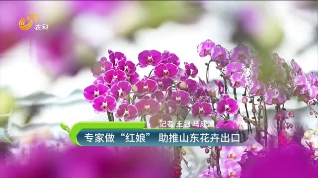 專家做“紅娘” 助推山東花卉出口