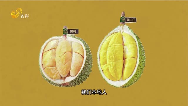 【第二屆大肥力復合菌肥研學會】馬來西亞“三只虎”榴蓮示范園 開啟無限暢吃