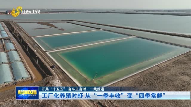 工厂化养殖对虾 从“一季丰收”变“四季常鲜”【开局“十五五” 奋斗正当时·一线报道】