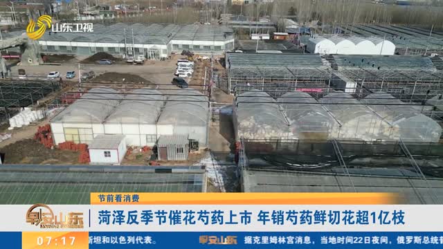 【节前看消费】菏泽反季节催花芍药上市 年销芍药鲜切花超1亿枝