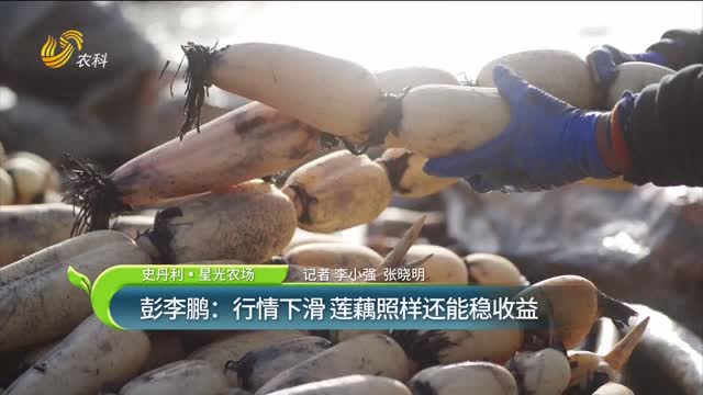 【史丹利·星光農場】彭李鵬：行情下滑 蓮藕照樣還能穩(wěn)收益