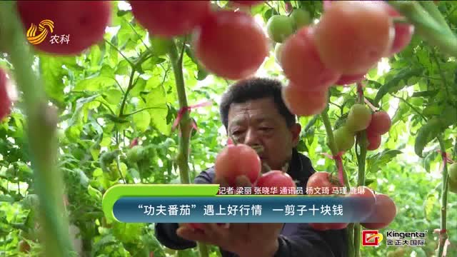 “功夫番茄”遇上好行情 一剪子十塊錢