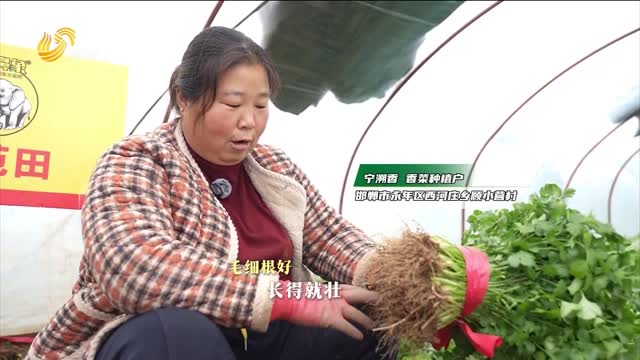 【“長鼻象”大回訪】香菜長得好 賣價高 菜農笑開顏