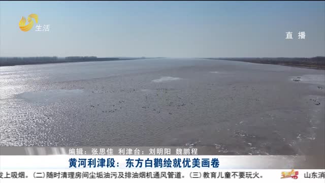 黄河利津段：东方白鹳绘就优美画卷