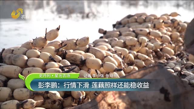 【史丹利·星光農場】彭李鵬：行情下滑 蓮藕照樣還能穩(wěn)收益