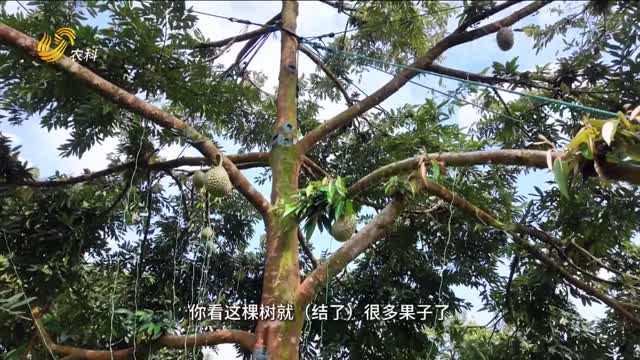 破解马来西亚土壤密码 “三大肥力”种出顶级榴莲