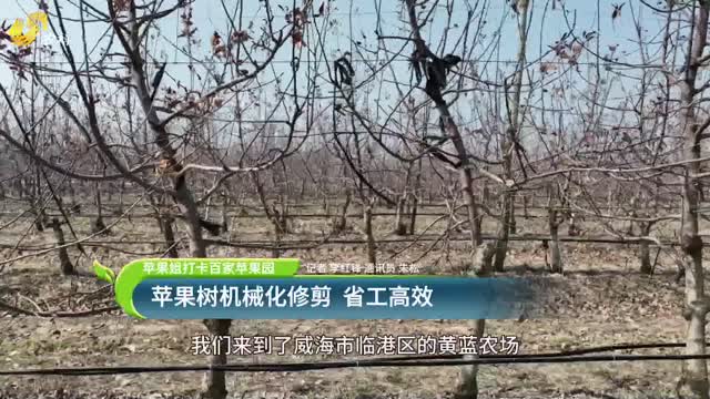 【苹果姐打卡百家苹果园】苹果树机械化修剪 省工高效