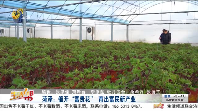 菏泽：催开“富贵花” 育出富民新产业