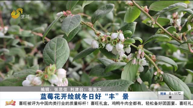 蓝莓花开绘就冬日好“丰”景