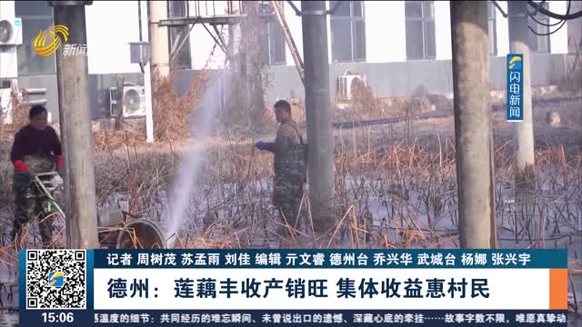 德州：莲藕丰收产销旺 集体收益惠村民