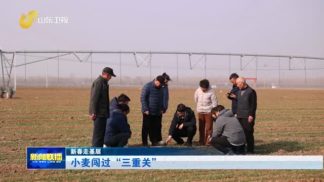 小麦闯过“三重关”【新春走基层】