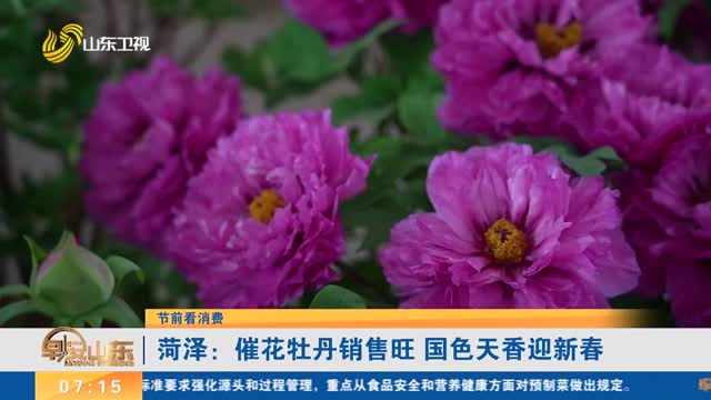 【节前看消费】菏泽：催花牡丹销售旺 国色天香迎新春