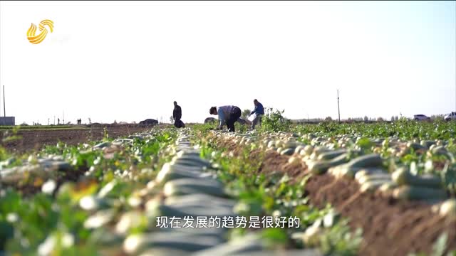 俏市场的小萝卜