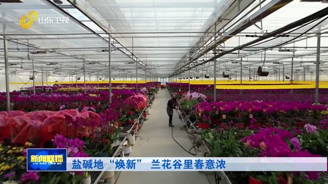 盐碱地“焕新” 兰花谷里春意浓