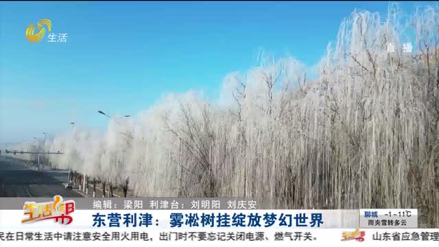 东营利津：雾凇树挂绽放梦幻世界