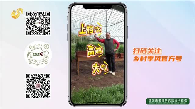 紫砂盆盆栽有机韭菜 美观又实用