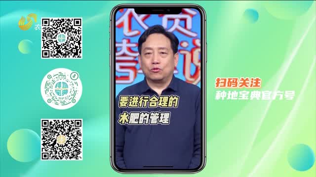 小麦晚播 春管怎么管？