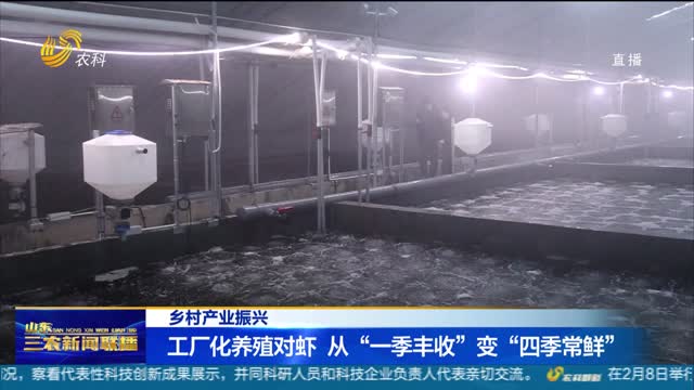 【乡村产业振兴】工厂化养殖对虾 从“一季丰收”变“四季常鲜”