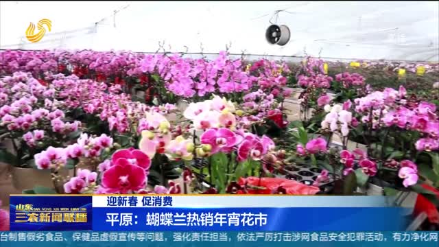 【迎新春 促消费】平原：蝴蝶兰热销年宵花市