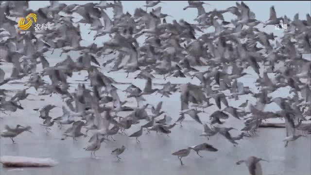 威海南海新区：成群大杓鹬为海湾增添独特风景