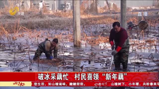 破冰采藕忙 村民喜领“新年藕“